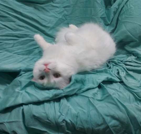 Photo of Casper