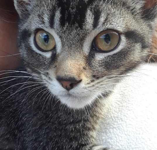 Photo of Peso