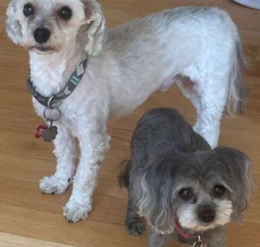 Photo of Sophie and Rocco - BONDED PAIR