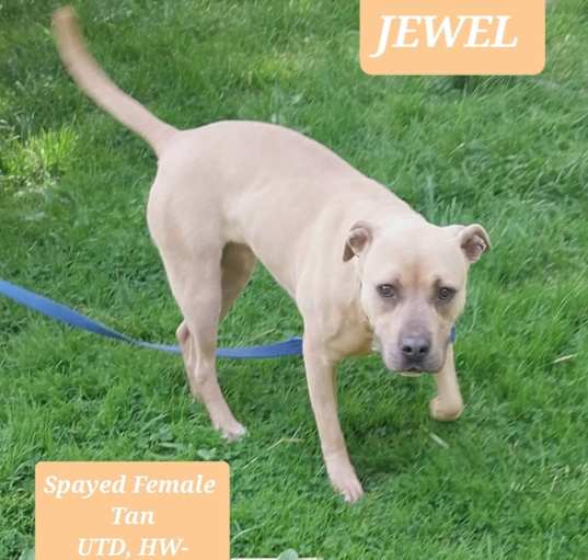 Photo of Jewel