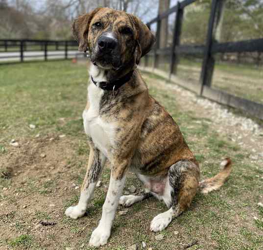Photo of Samson