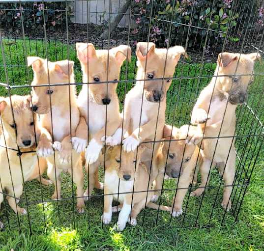 Photo of Adorable Collie mix pups