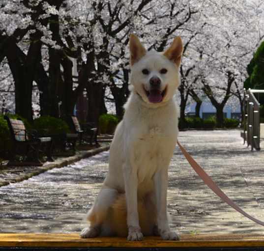 Photo of HaengBok