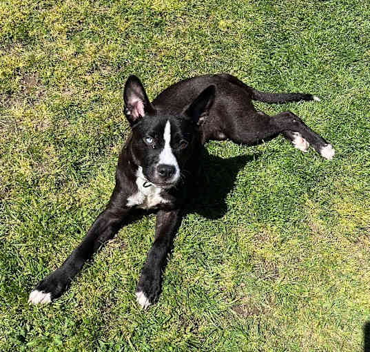 Photo of Rocky Rucker the handsome cat friendly boy