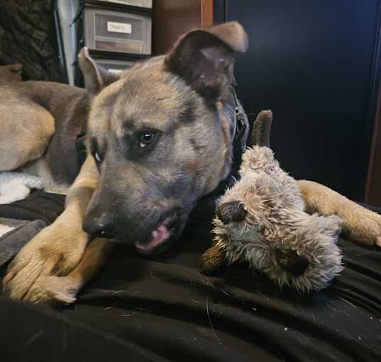 Photo of GUNNER