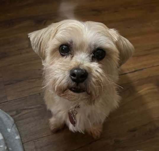 Photo of Gizmo