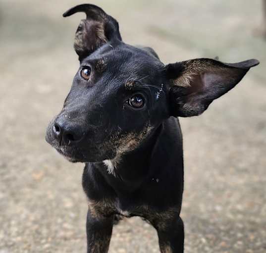 Photo of Peppermint Patty
