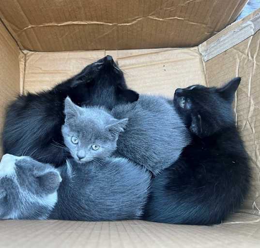 Photo of We Have Kittens