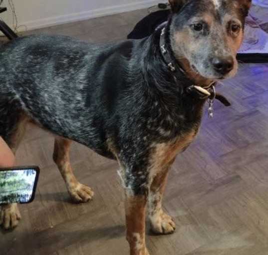Photo of ROCKY #15