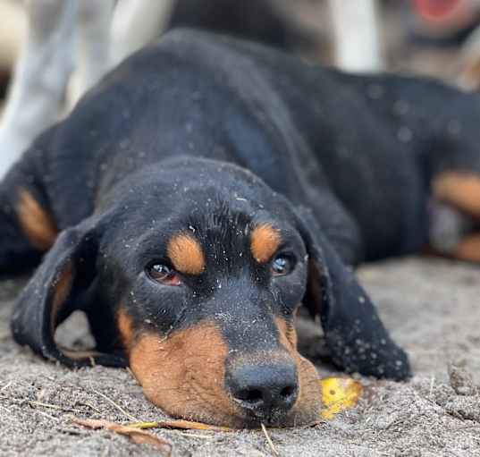 Photo of Brutus