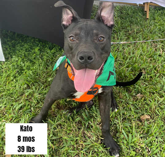 Photo of Kato