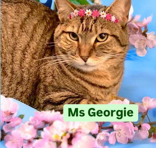 Photo of Ms Georgie at Martinez Pet Food Express   April 26