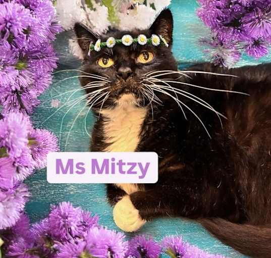 Photo of Ms Mitzy at Martinez Pet Food Express   April 26th