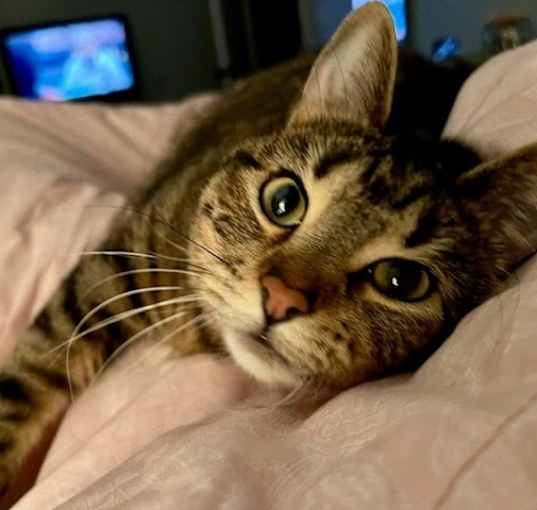 Photo of Whiskey
