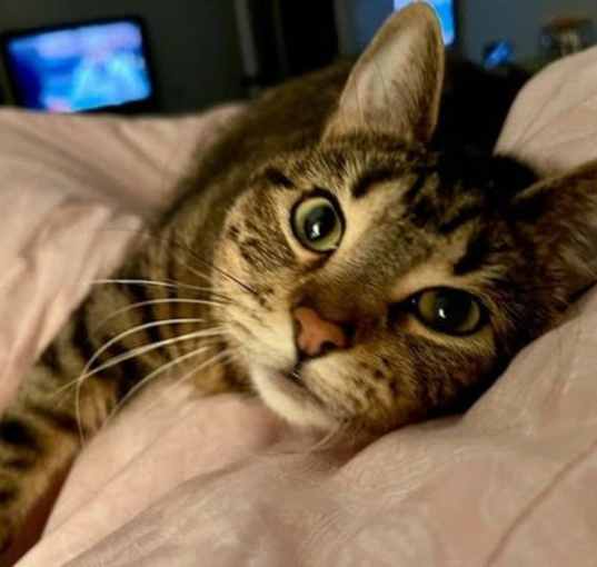 Photo of Whiskey