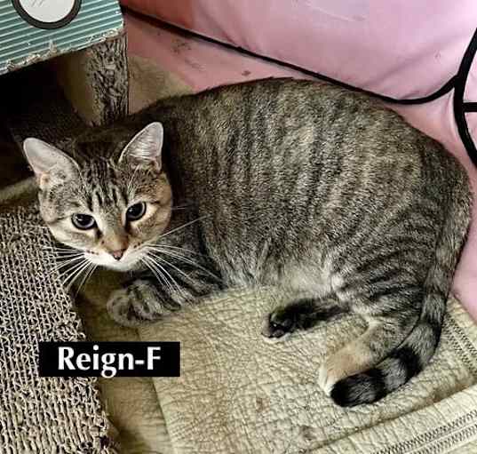 Photo of CAT-REIGN