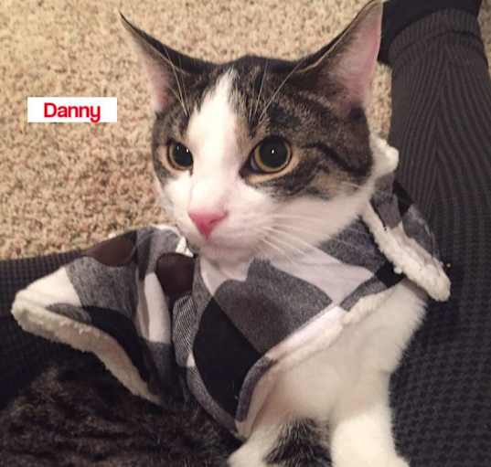 Photo of Danny Wood