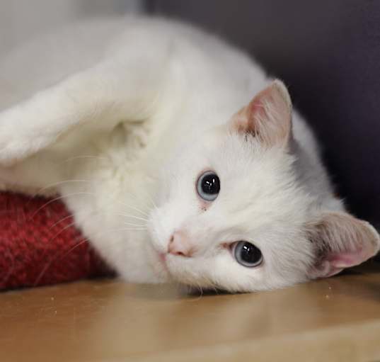 Photo of Sammy (Sponsored)