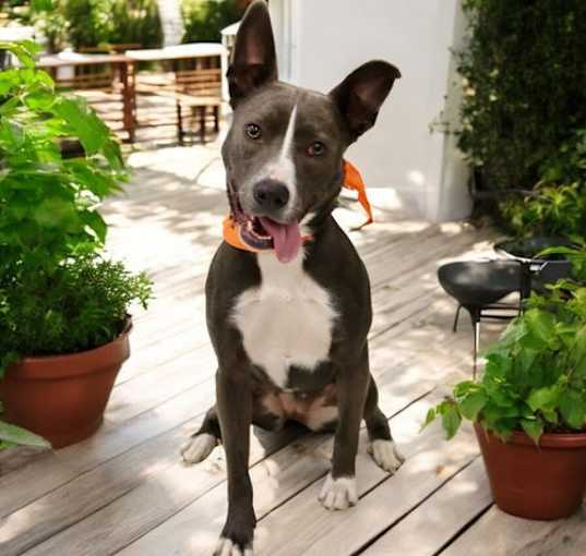 Photo of Harlow