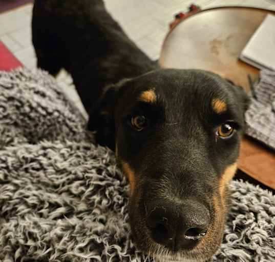 Photo of Tilly