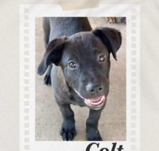 Photo of Colt