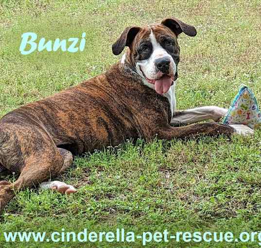Photo of Bunzi