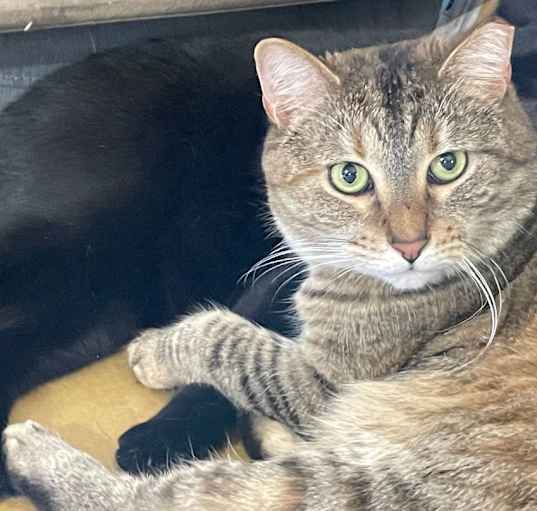 Photo of Tippy