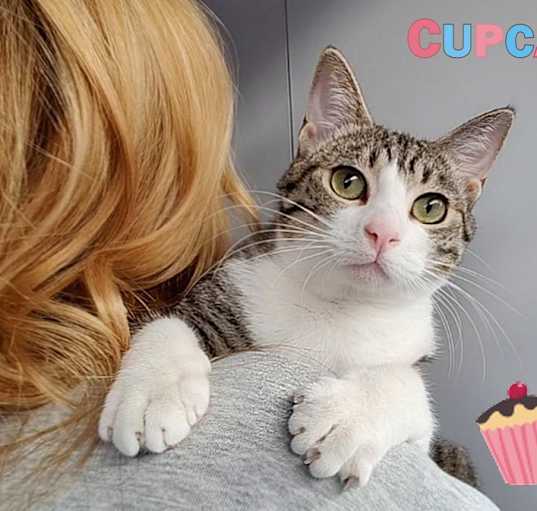 Photo of Cupcake