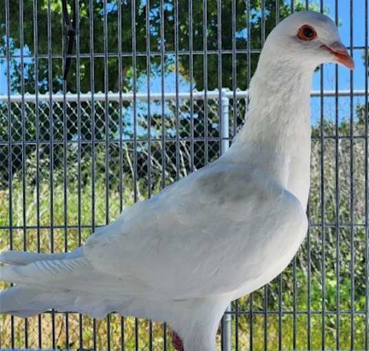 Photo of Sugar