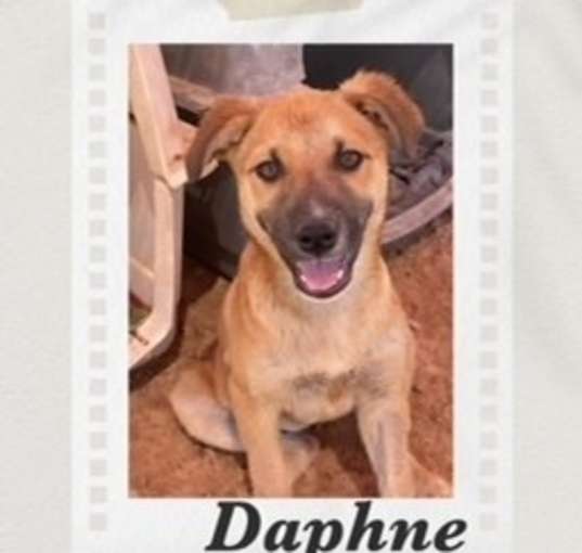 Photo of Daphne