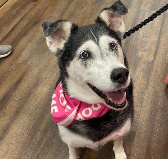 Photo of Harley  A048458