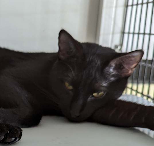 Photo of Misty
