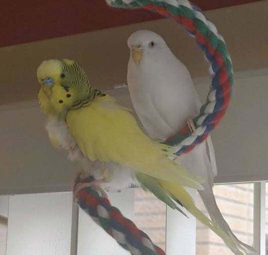 Photo of Spring and Snowball
