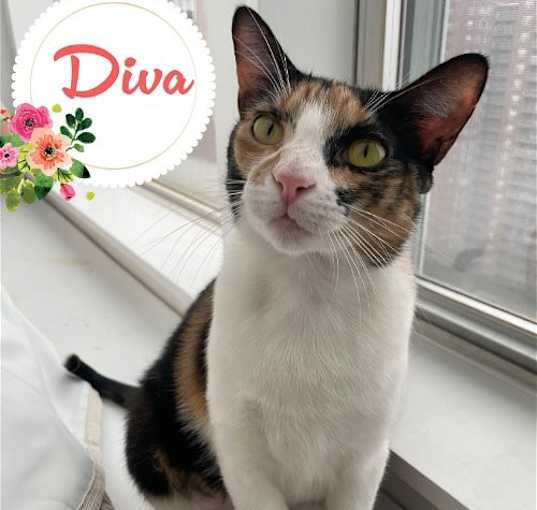 Photo of Diva