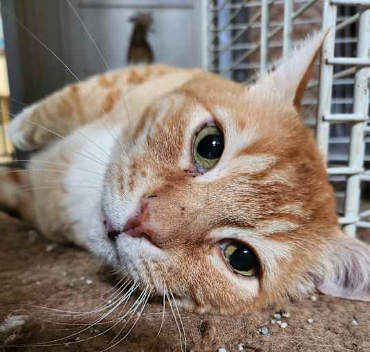 Photo of Buddy