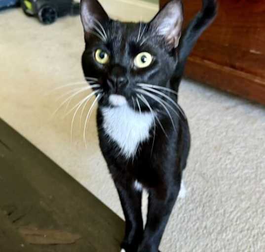 Photo of Watson