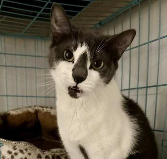 Photo of Riley - *CRITICAL* NEEDS IMMED FOSTER