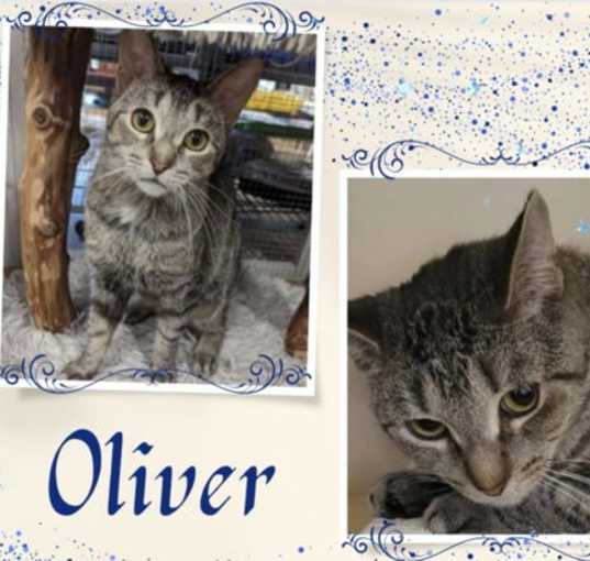 Photo of Oliver