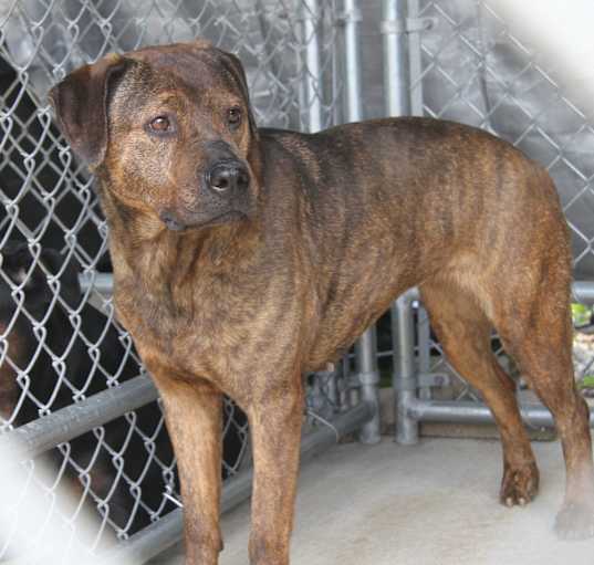 Photo of Hexa (Spayed)