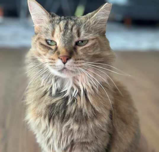 Photo of Foxy Lady