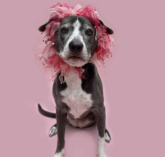 Photo of Lennon-ADOPT Me!