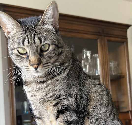 Photo of Alley Cat