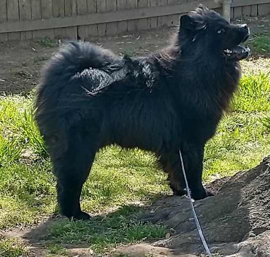 Photo of Deuce