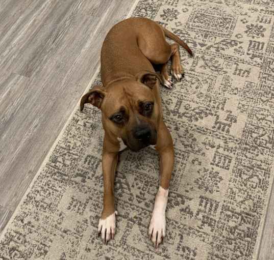 Photo of Luna