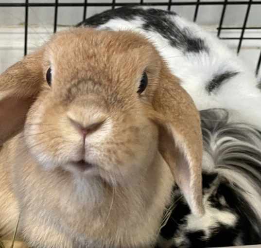 Photo of Hazel
