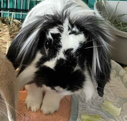 Photo of Harvey