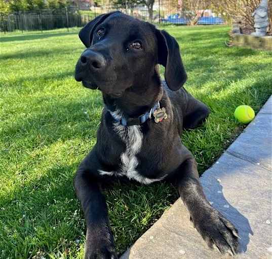 Photo of SPARKY (COURTESY POST)