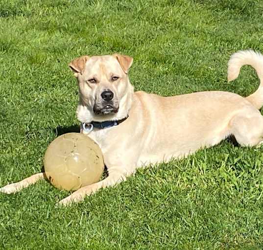 Photo of Buddy (Lab/Shar Pei)