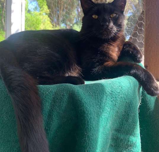 Photo of Chip