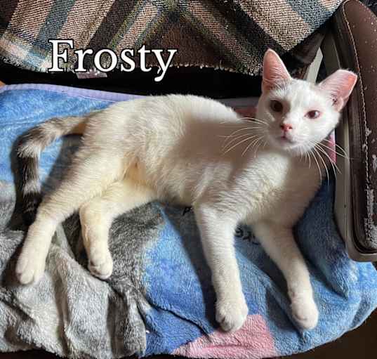 Photo of Frosty